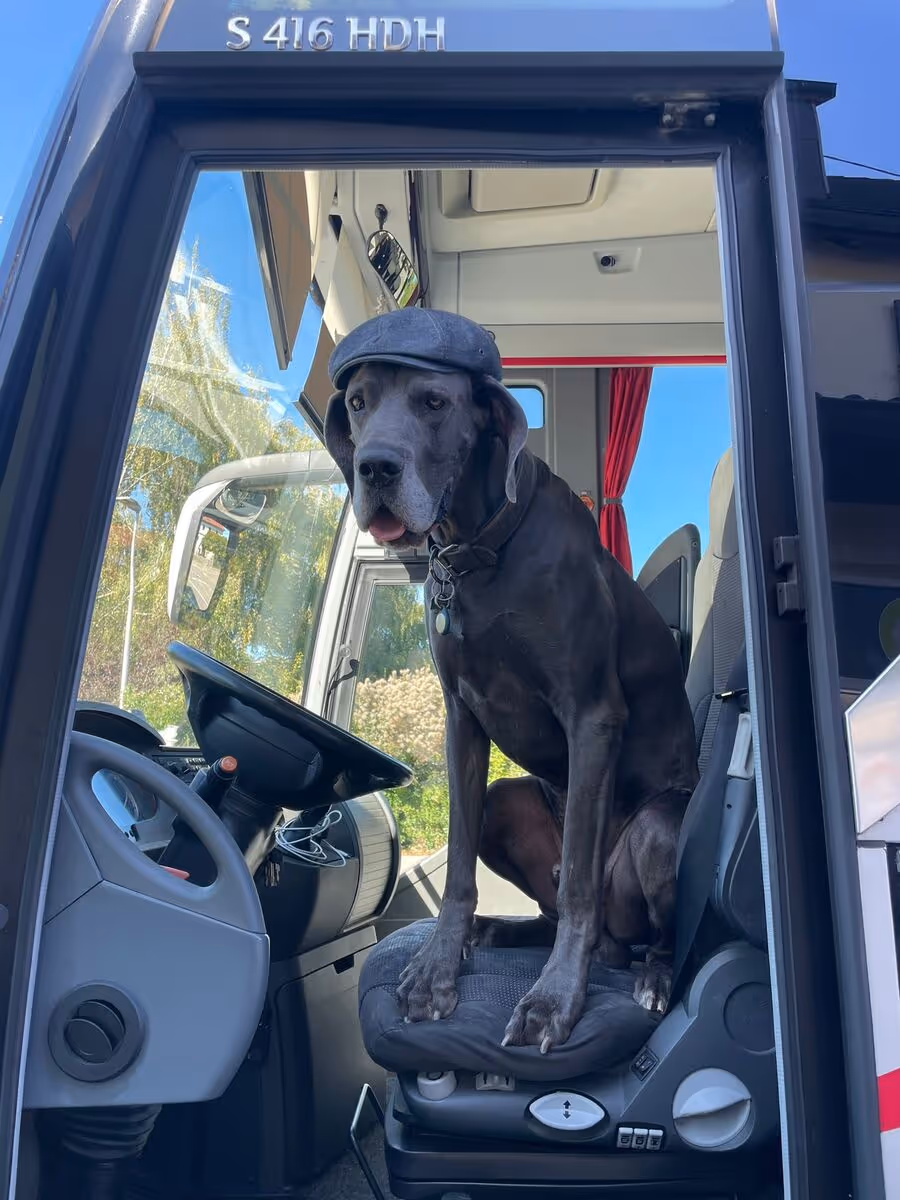 Bild von Hund Oskar im Bus von DAN-Reisen Öhringen